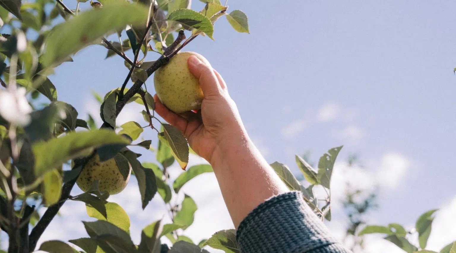 A bad apple season has some U.S. fruit growers planning for life in a warmer world 